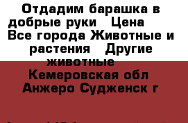 Отдадим барашка в добрые руки › Цена ­ 1 - Все города Животные и растения » Другие животные   . Кемеровская обл.,Анжеро-Судженск г.